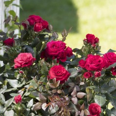 Rose Sweet Love of Mine - Buketrose Sweet Home Roses