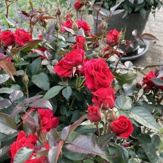 Rose Sweet Love of Mine - Buketrose Sweet Home Roses