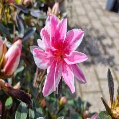 Japansk Azalea Melle - Rhododendron Melle