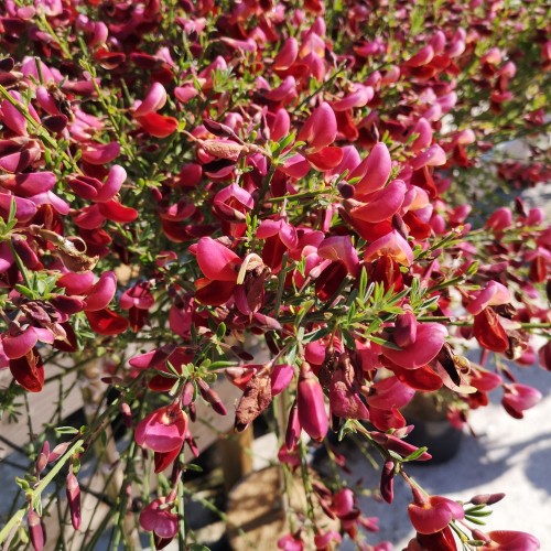 Gyvel Windlesham Ruby - 60 cm. stamme - Cytisus scoparius Windlesham Ruby