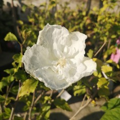 Syrisk Rose White Chiffon - 50 cm. stamme - Hibiscus syriacus White Chiffon