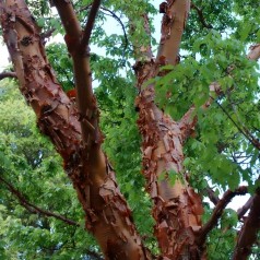Papirbarkløn - Acer griseum