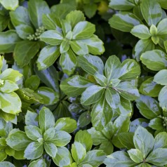 Vinterglans Green Sheen - Pachysandra terminalis Green Sheen