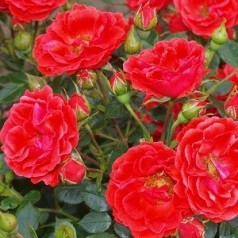 Rose Balbo - Slyngrose Courtyard Climber