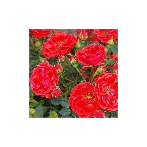 Rose Balbo - Slyngrose Courtyard Climber