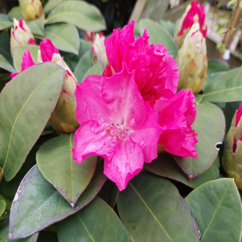 Rhododendron germania