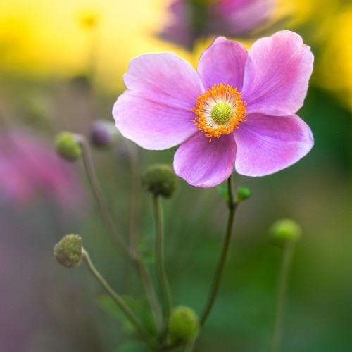 Høstanemone Robustissima - Anemone tomentosa Robustissima