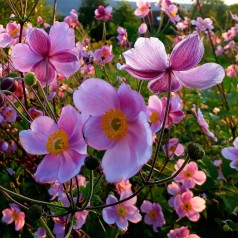 Høstanemone Robustissima - Anemone tomentosa Robustissima