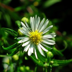 Japansk Asters Ashvi - Aster ageratoides Ashvi