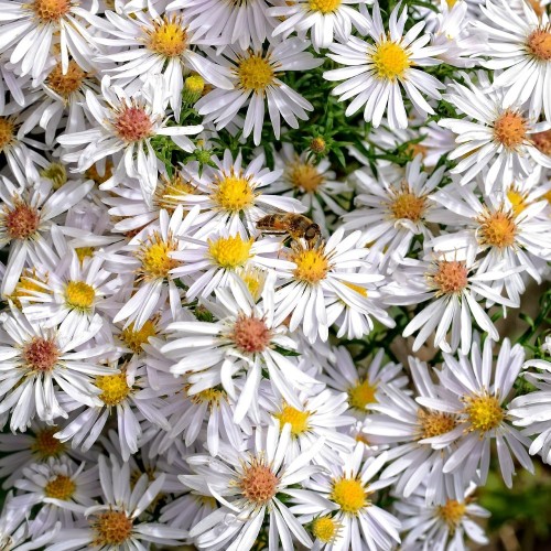 Japansk Asters Ashvi - Aster ageratoides Ashvi