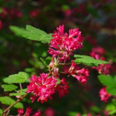 Ribes sanguineum - Blodribs