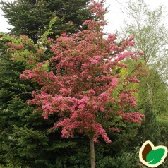 Crataegus Laevigata Pauls Scarlet - Rødtjørn / 175-200 cm.