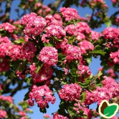 Crataegus Laevigata Pauls Scarlet - Rødtjørn / 175-200 cm.