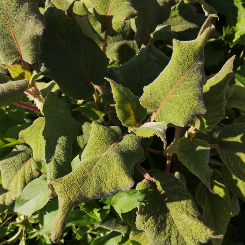 Hydrangea aspera Sargentiana / Fløjls Hortensia