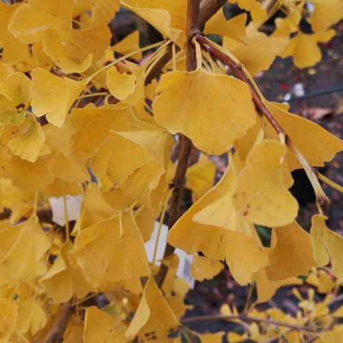 Søjle Tempeltræ Blagon 80-100 cm. - Ginkgo biloba Fastigiata Blagon