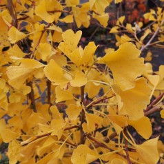 Ginkgo biloba Fastigiata - Søjle tempeltræ / 100-120 cm.