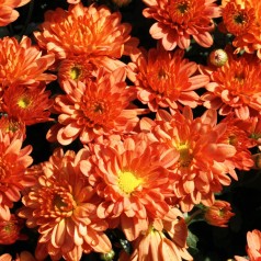 Vinterasters Bronzekrone - Chrysanthemum Bronzekrone