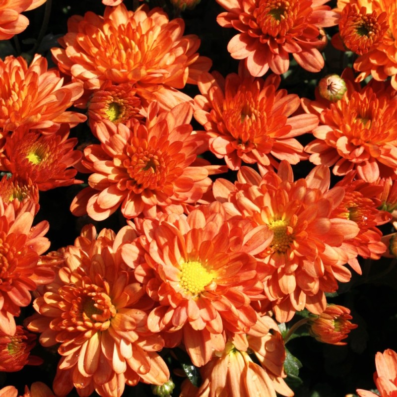 Vinterasters Bronzekrone - Chrysanthemum Bronzekrone