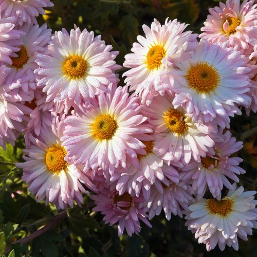 Vinterasters L Innocence - Chrysanthemum L Innocence