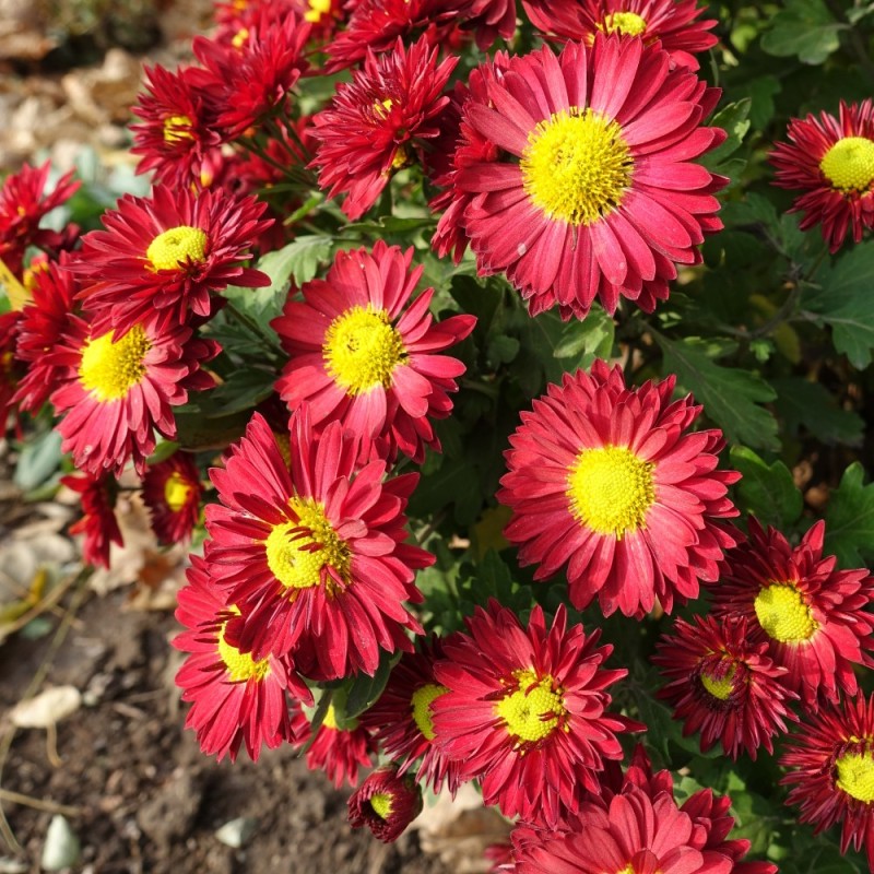 Vinterasters Red Velvet - Chrysanthemum Red Velvet