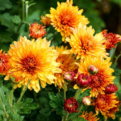 Vinterasters Bienchen - Chrysanthemum Bienchen