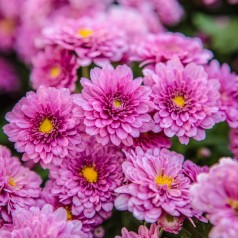 Vinterasters Mei-kyo - Chrysanthemum Mei-kyo