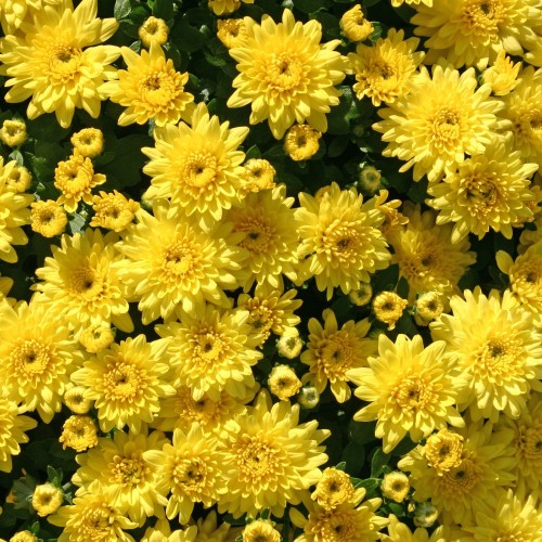 Vinterasters Citronella - Chrysanthemum Citronella