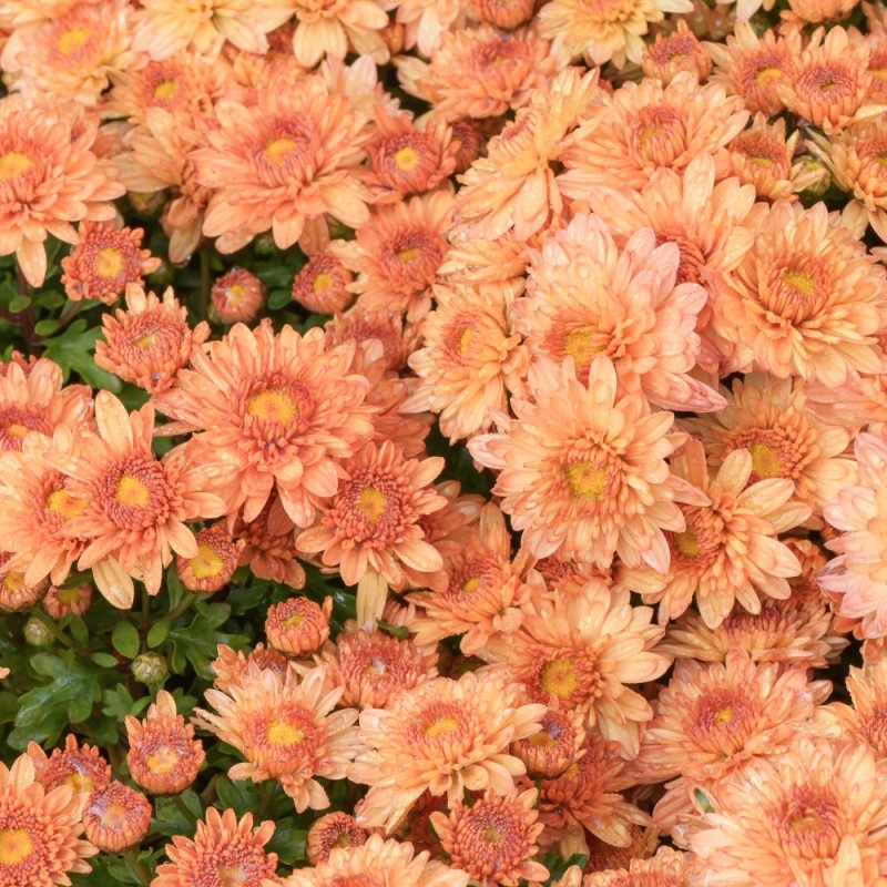 Vinterasters Herbstbrokat - Chrysanthemum Herbstbrokat