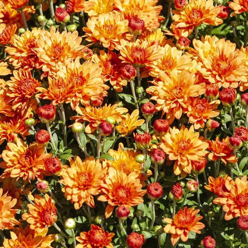 Vinterasters Mandarine - Chrysanthemum Mandarine