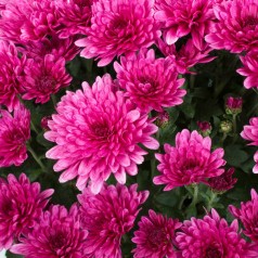 Vinterasters Feuerzauber - Chrysanthemum Feuerzauber