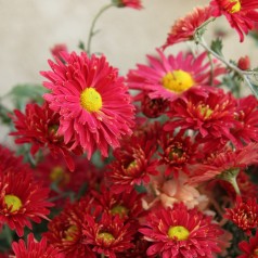 Vinterasters Duchess of Edinburgh - Chrysanthemum D. of Edinburgh