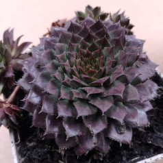 Husløg Jet Stream - Sempervivum Jet Stream