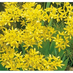 Guldløg - Allium Moly