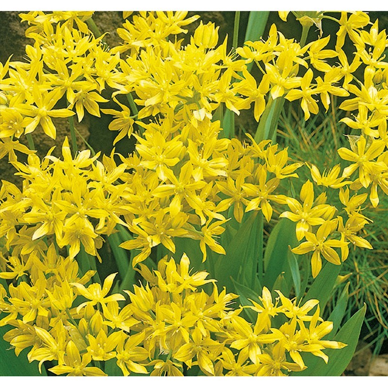 Guldløg - Allium Moly