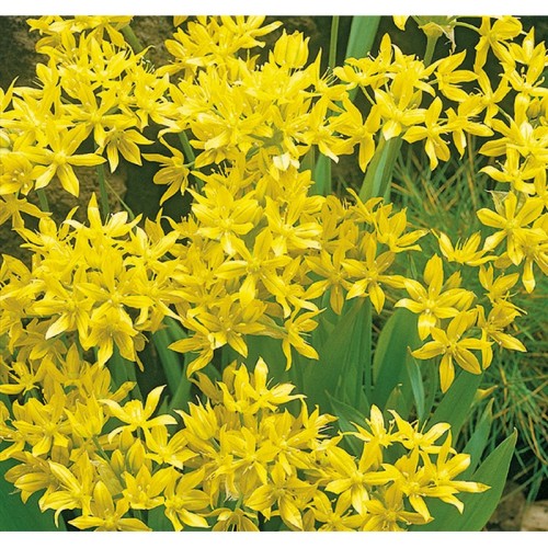 Guldløg - Allium Moly