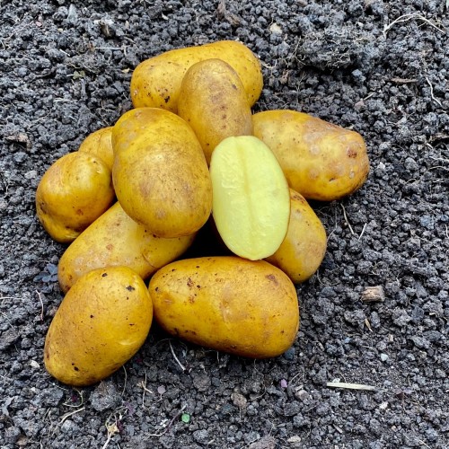 Venezia Læggekartofler 1,2 Kg. - Middeltidlig