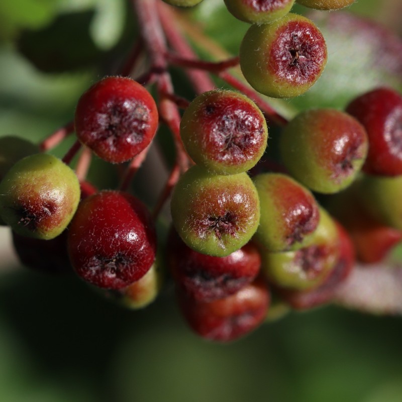 Rødfrugtet Surbær Brilliant 40-80 cm. - Aronia arbutifolia Brilliant