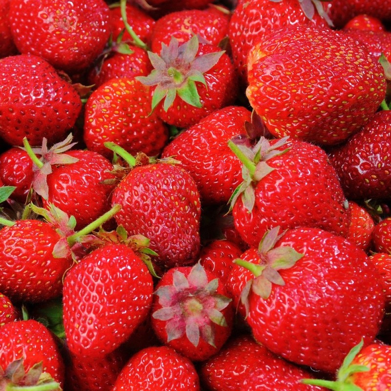 Jordbærplante Vima Xima - Middel - Fragaria Vima Xima