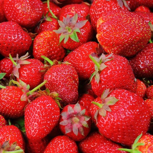 Jordbærplante Vima Xima - Middel - Fragaria Vima Xima