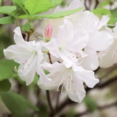 Haveazalea Whitethroat 30-60 cm. - Rhododendron luteum Whitethroat