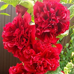 Stokrose Chater's Double Scarlet - Alcea rosea Chater's Double Scarlet