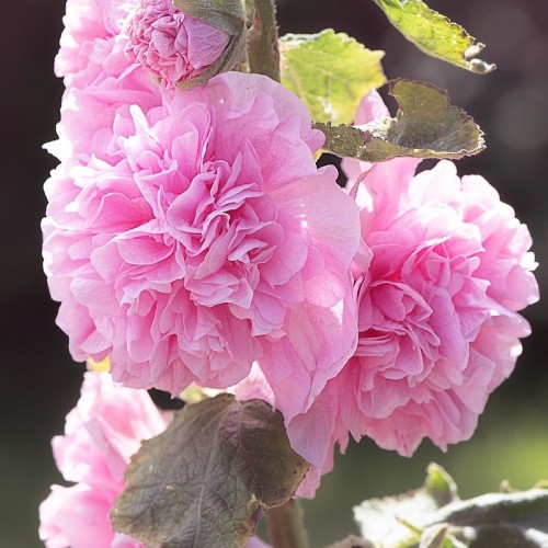 Stokrose Chater's Double Rose - Alcea rosea Chater's Double Rose