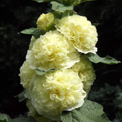 Stokrose Chater's Double Yellow - Alcea rosea Chater's Double Yellow