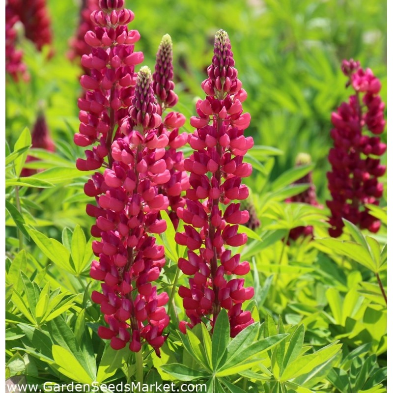 Lupin The Pages - Lupinus polyphyllus The Pages