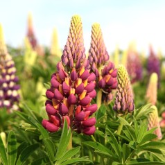 Lupin Manhattan Lights - West Country - Lupinus polyphyllus Manhattan Lights