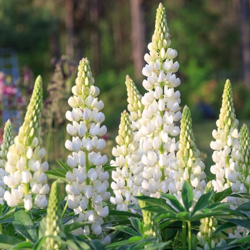 Lupin Noble Maiden - Lupinus polyphyllus Noble Maiden