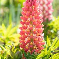 Lupin Salmon Star - West Country - Lupinus polyphyllus Salmon Star