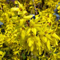 Gulrandet Forsythia Golden Times (Vårguld) 40-80 cm. - Forsythia intermedia Golden Times