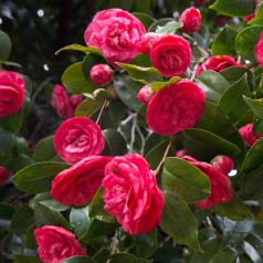 Kamelia Lady Campbell 40-60 cm. - Camellia japonica Lady Campbell