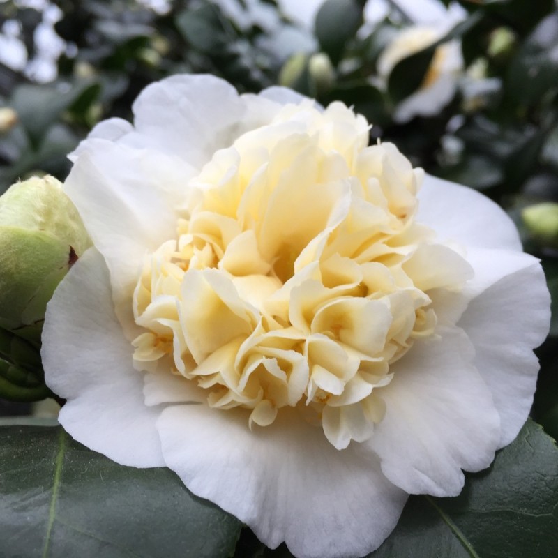 Kamelia Brushfield's Yellow 40-60 cm. - Camellia japonica Brushfield's Yellow